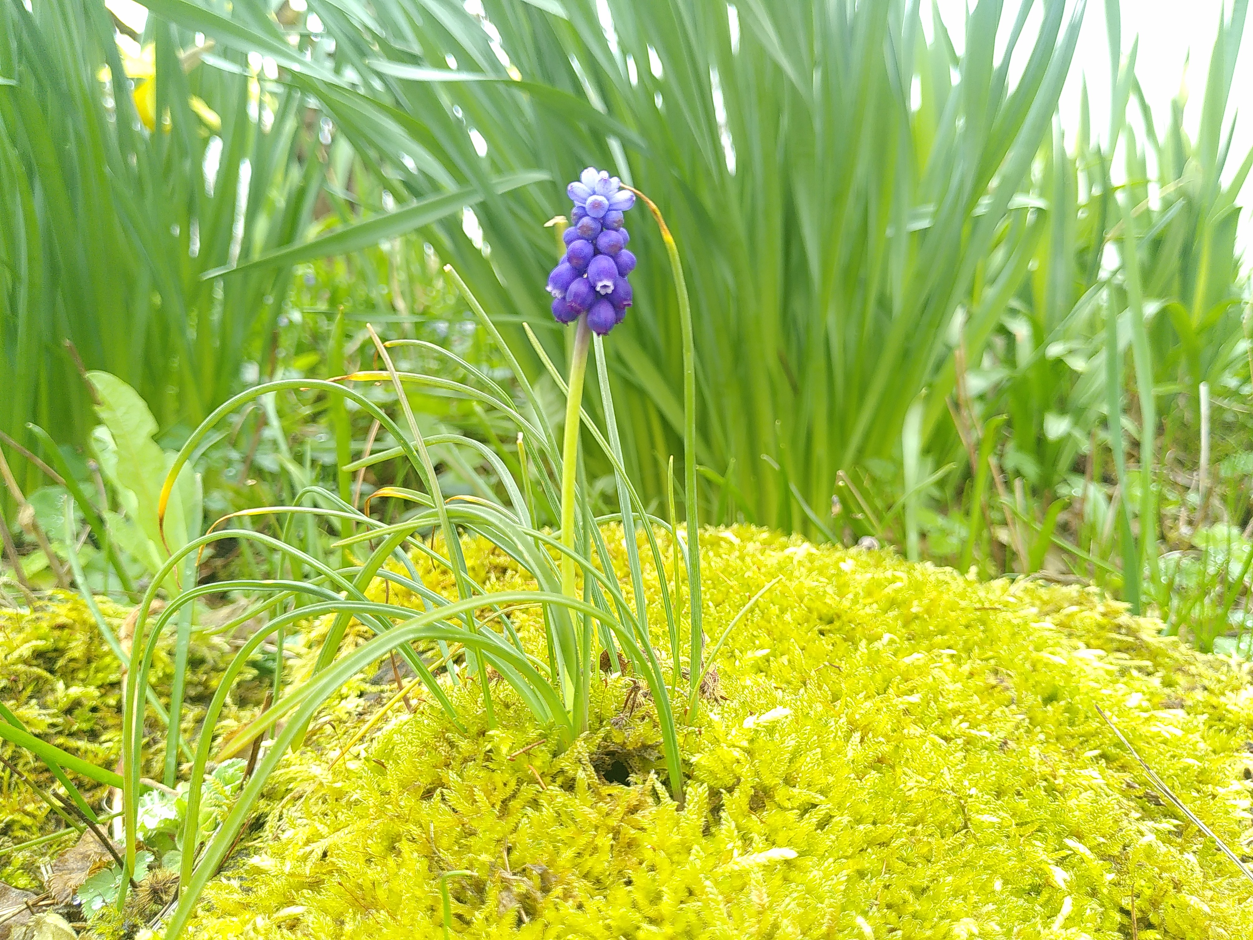 Blaues Kerlchen von Anke